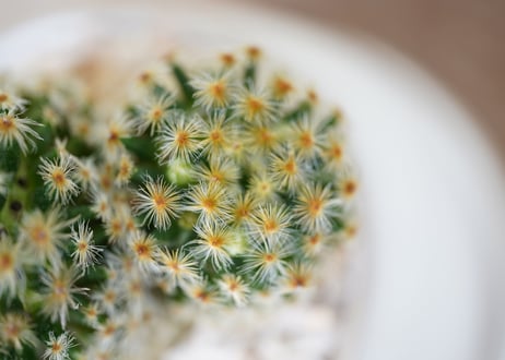 Mammillaria schiedeana