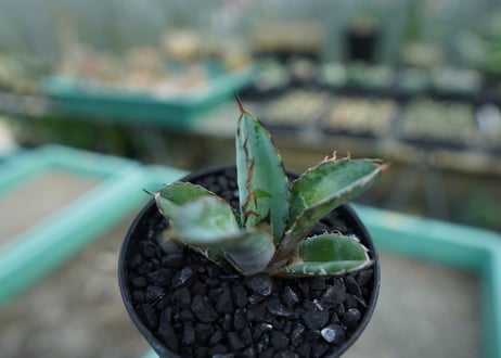 アガベ　チタノタ　 ブラックアンドブルー 　Agave titanota black and blue　No.8