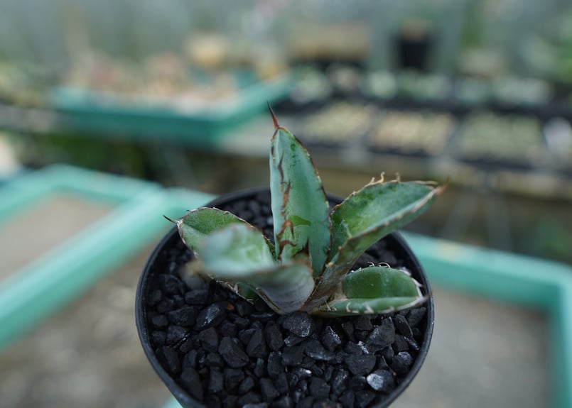 アガベ チタノタ ブラックアンドブルー Agave titanota black and