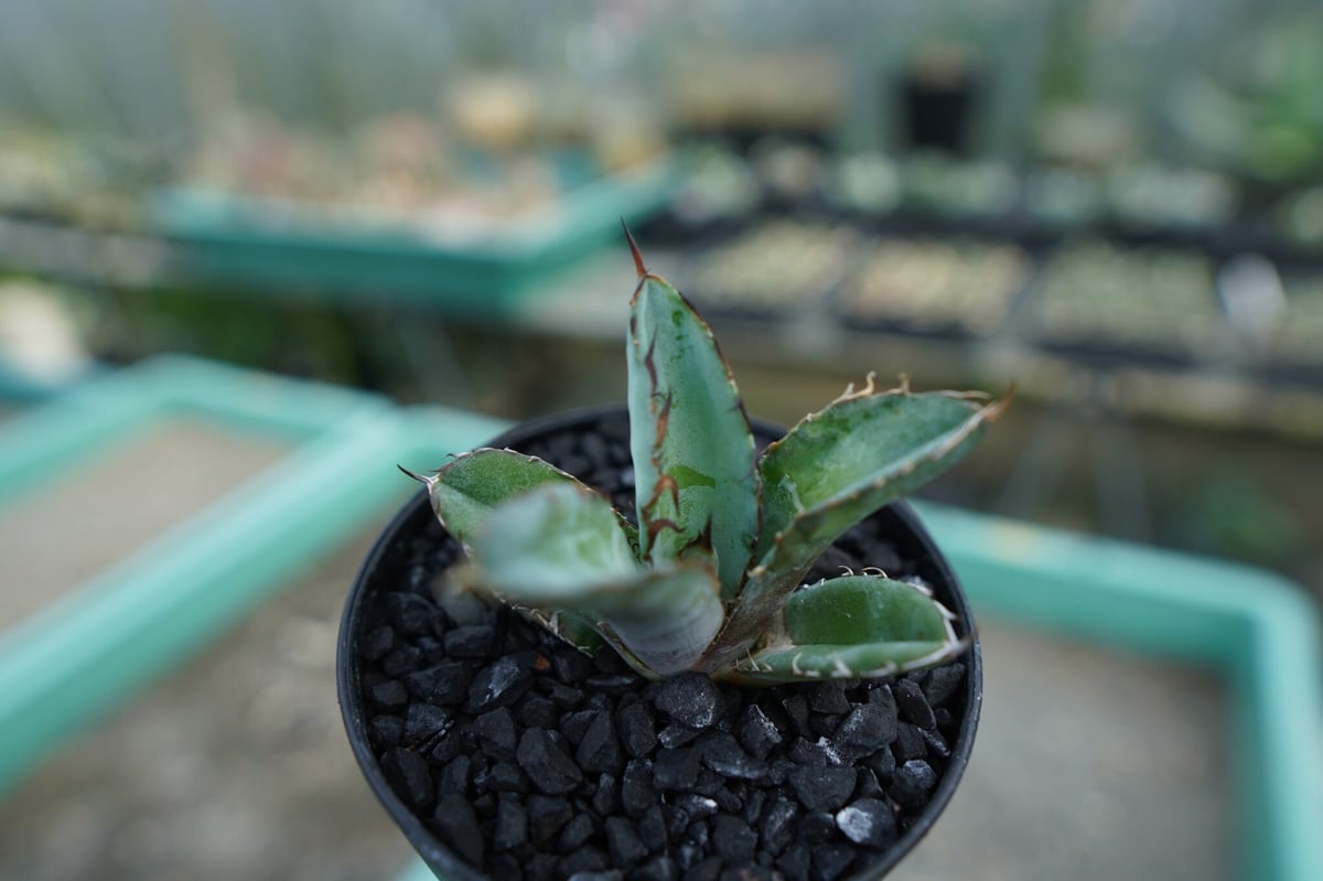 アガベ チタノタ ブラックアンドブルー Agave titanota black and 