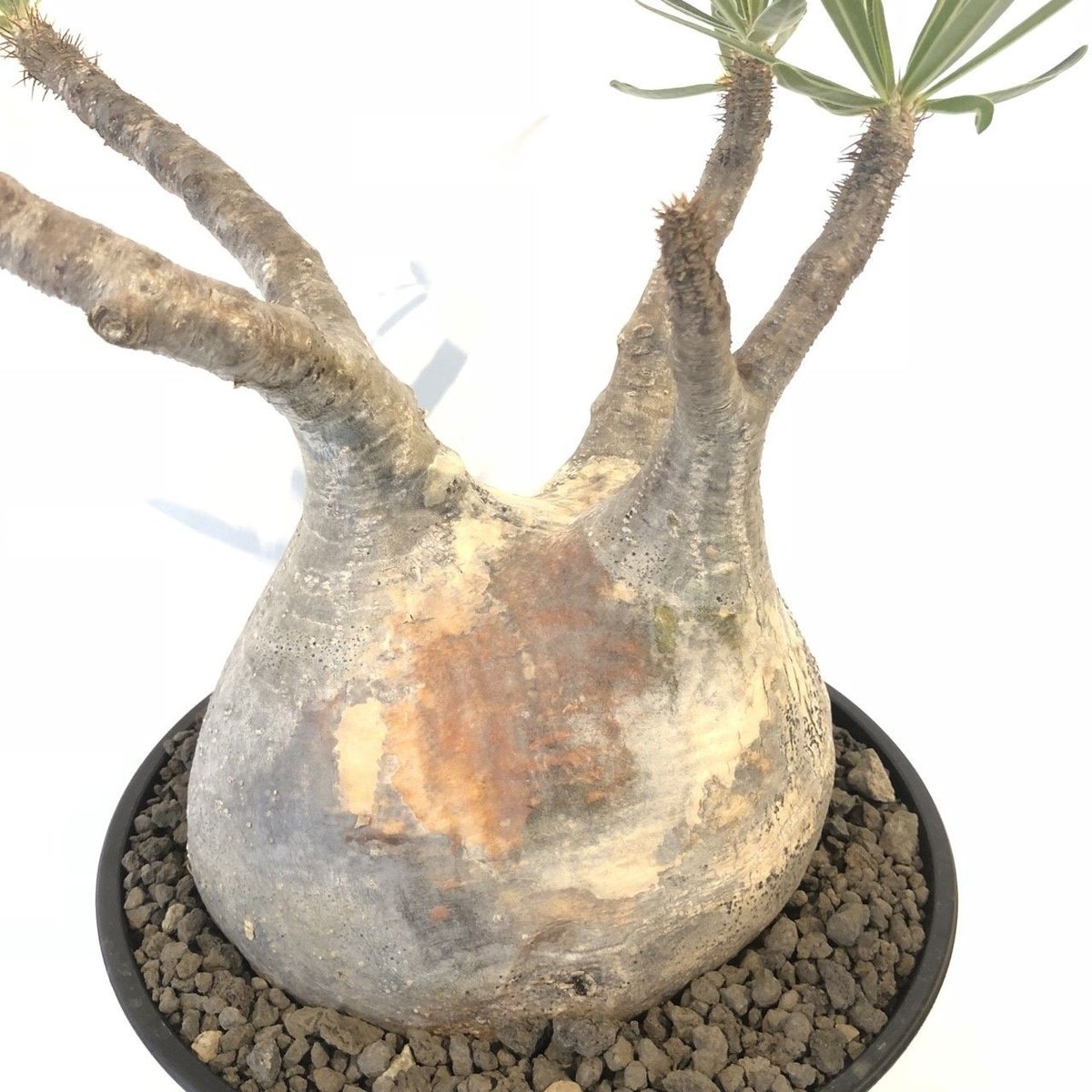 パキポディウム グラキリス No.142 | mana's farm:塊根植物・アガベ・ド