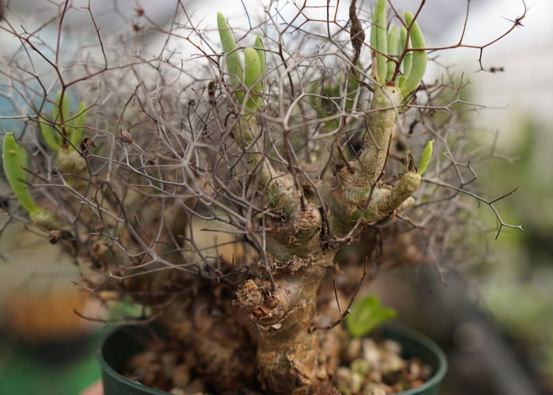 チレコドン 万物想 | mana's farm:塊根植物・アガベ・ドライガーデン