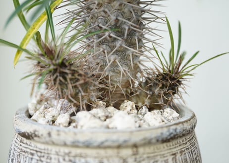 Pachypodium lamerei