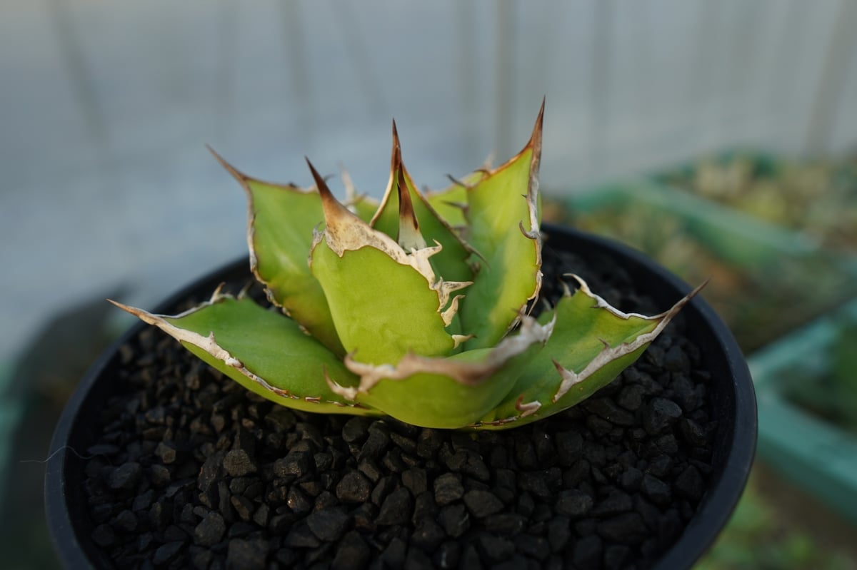 アガベ チタノタ Agave titanota No.4 | mana's farm:塊根植物