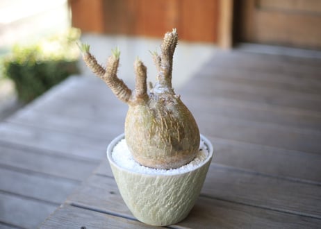 グラキリス　 Pachypodium Gracilius