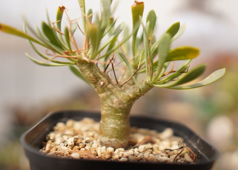 オトンナ ユーフォルビオイデス NO.1 | mana's farm:塊根植物・アガベ