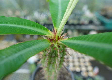 ユーフォルビア　ピグエリー　Euphorbia viguieri