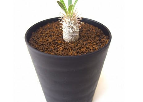 パキポディウム イノピナツム　Pachypodium inopinatum no.3