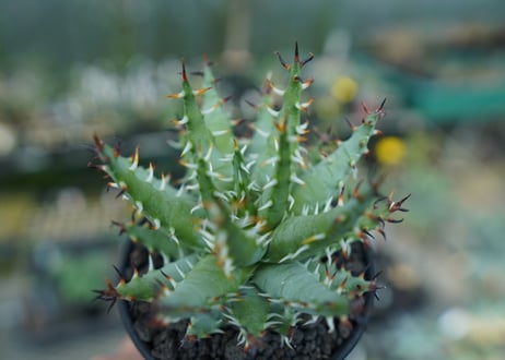 アロエ　エリナケア　Aloe erinacea