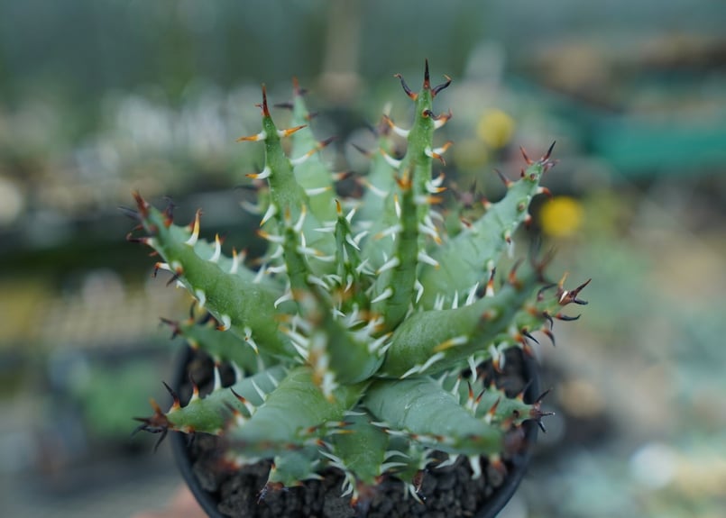 アロエ　エリナケア　大株　幹立ち e4ce439eae5127bcb26dc295e6ef93