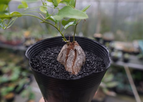 ディオスコレア　シルバティカ　Dioscorea sylvatica  No.2
