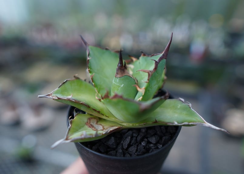 アガベ チタノタ ハデス Agave titanota Hades No.1 | mana's