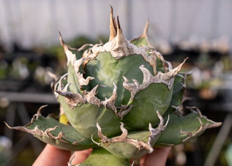 Agave titanota caesar 凱薩