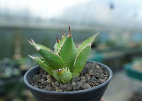 アガベ　チタノタ　剣竜　Agave titanota Kenryu