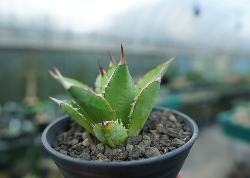 アガベ チタノタ 剣竜 Agave titanota Kenryu | mana's farm