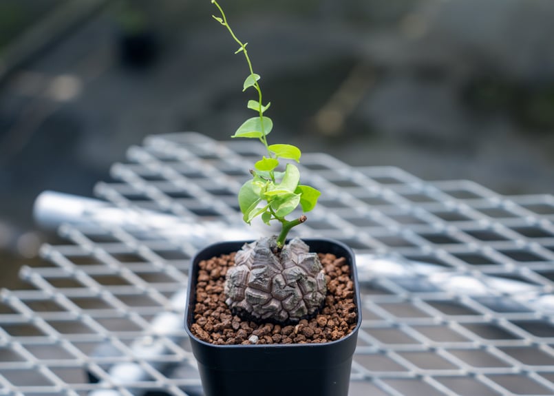 ３連休セール！亀甲竜、仕立て株！① アフリカ亀甲竜 | Nature Garland／deco flower＆plants