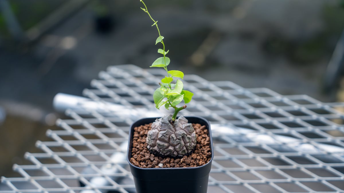 ビルマ翡翠精細彫刻「太陽白鷺蝙蝠霊芝龍亀」(A貨保証)(整理