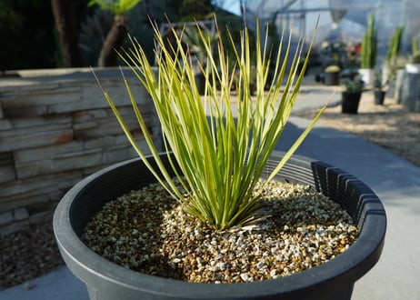 ユッカ　ロストラータ　yucca rostrata No.2