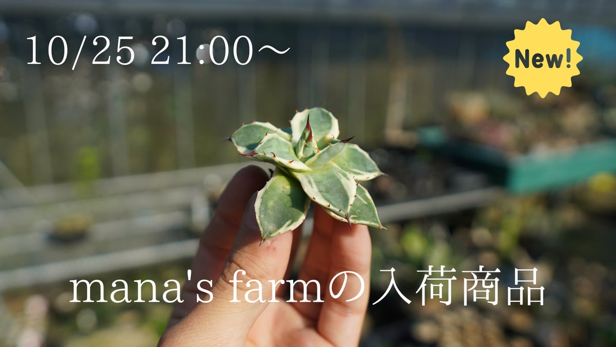 採れたて】アガベの胴切りカキコをアップします。 | mana's farm:塊根