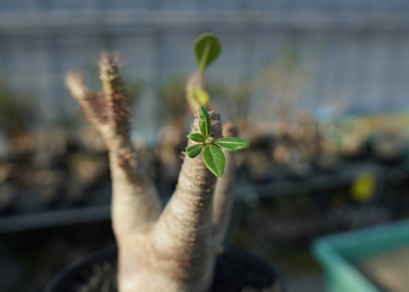 パキポディウム マカイエンセ Pachypodium makayense No.4 | man