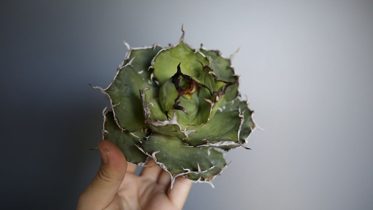 サボテン アラクナカンサ♪抜き苗 799円 ロビビア アラクナカンサの