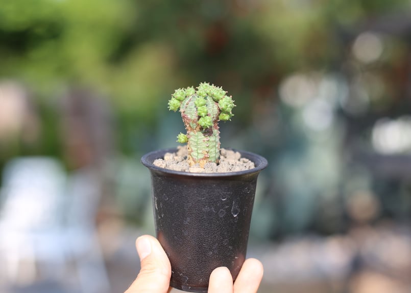 ユーフォルビア オベサブロウ ユーフォルビア：オベサブロウ 3号鉢植え の通販 | 園芸ネット