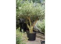 オペルクリカリア デカリー 根ざし | mana's farm:塊根植物・アガベ