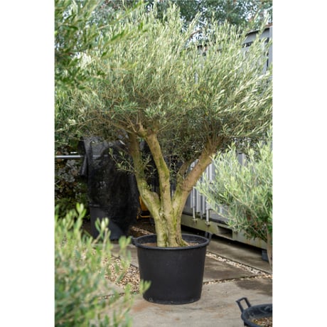 国産オリーブ ミッション　No.10