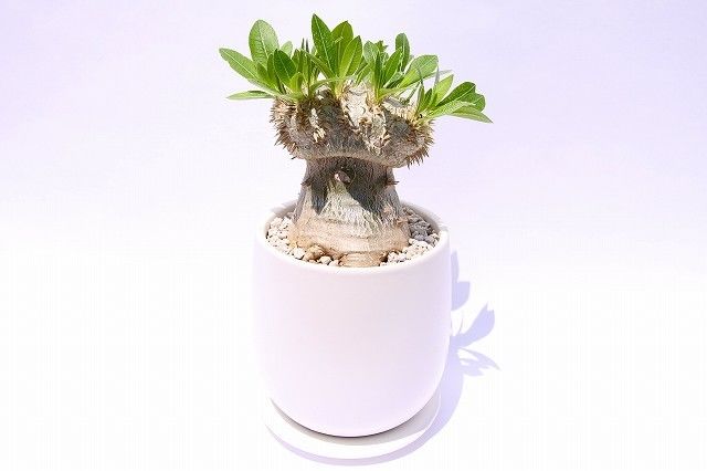 パキポディウム 恵比寿笑い 接木 ブレビカウレ (検索 グラキリス 綴化