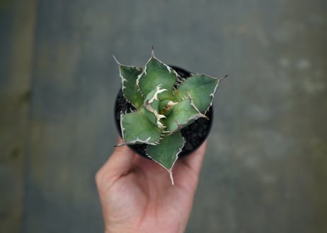 アガベ　チタノタ　FO-76　agave titanota FO-76 No.1
