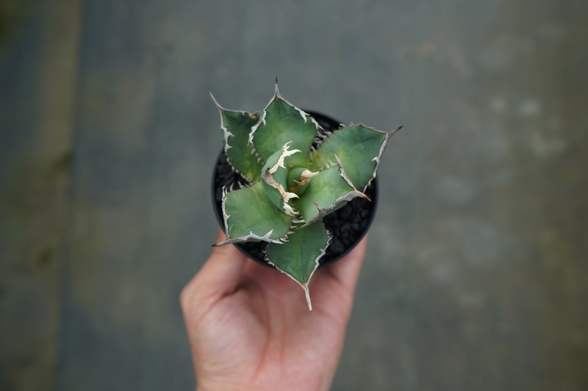 アガベ チタノタ FO-76 agave titanota FO-76 No.1 | mana