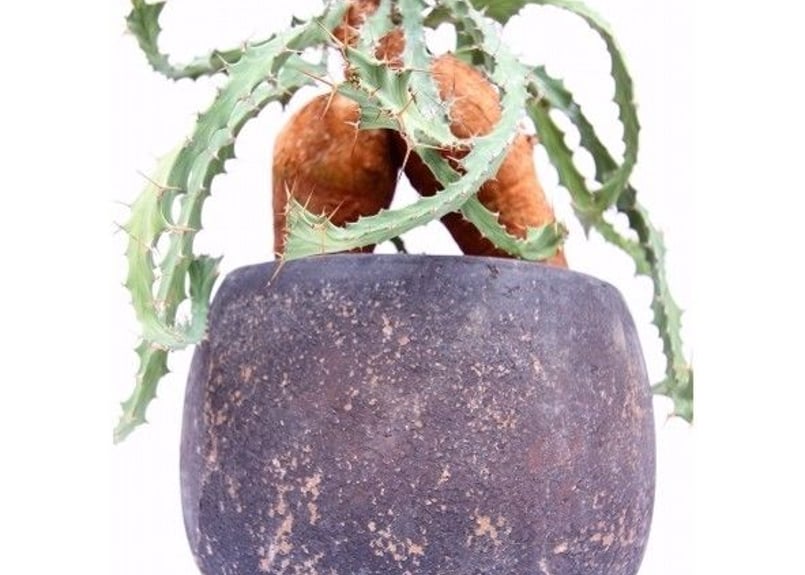 ユーフォルビアブルアナ　鉢付 euphorbia buruana《M size》※塊根ユーフォルビアの中で最も希少