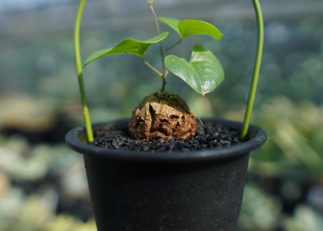 亀甲竜　Dioscorea elephantipes No.7