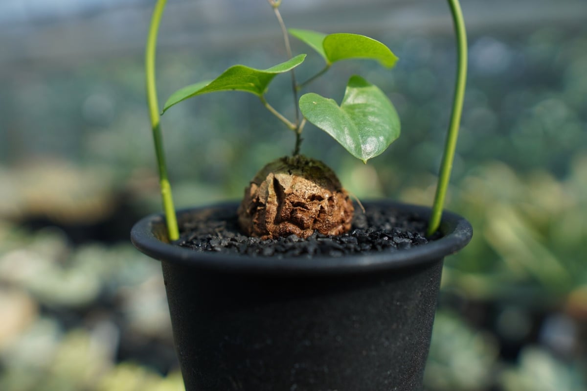 亀甲竜 Dioscorea elephantipes No.7 | mana's farm:塊