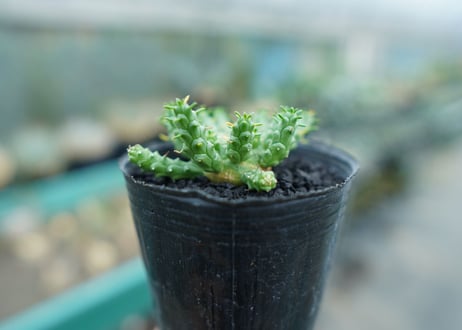 ユーフォルビア　ゴルゴニス　Euphorbia gorgonis  No.4
