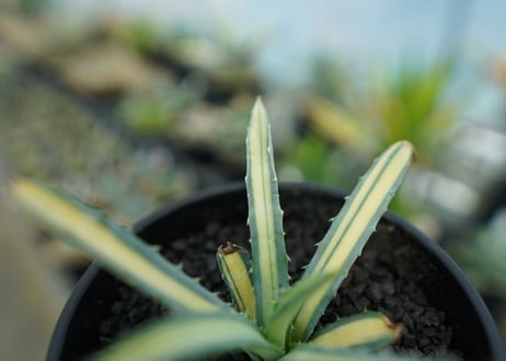 アガベ　マクロアカンサ錦　Agave macroacantha variegata NO.2