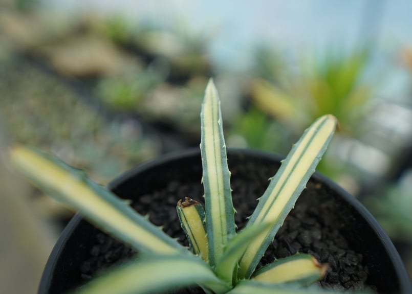 アガベ　マクロアカンサ　‘Merge teeth’ 連棘　曲棘　親サイズ アガベ マクロアカンサ 'Merge teeth' 連棘 曲棘 親サイズ