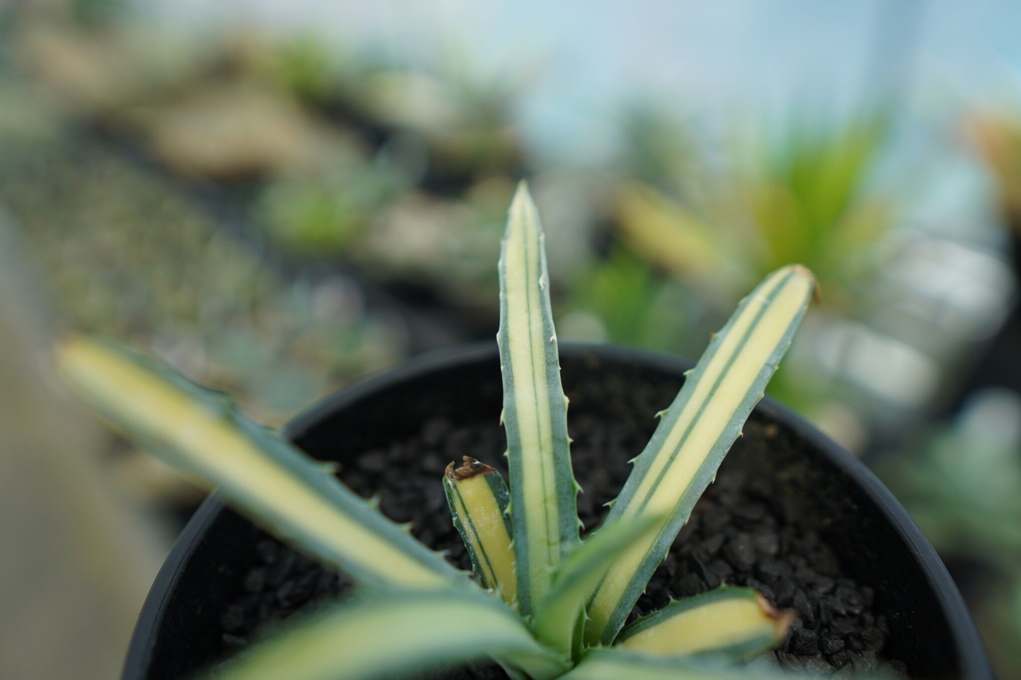 アガベ マクロアカンサ錦 Agave macroacantha variegata NO.2
