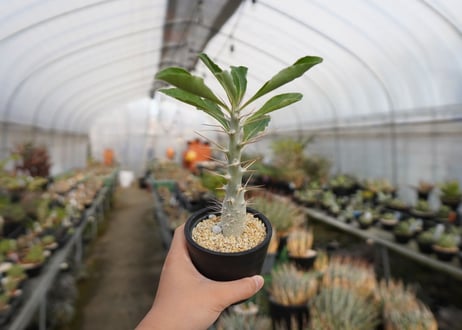 パキポディウム　サンデルシー　Pachypodeium saundersii