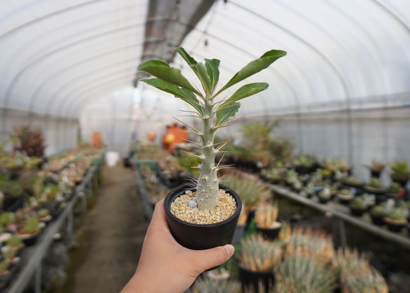 パキポディウム サンデルシー Pachypodeium saundersii | mana's