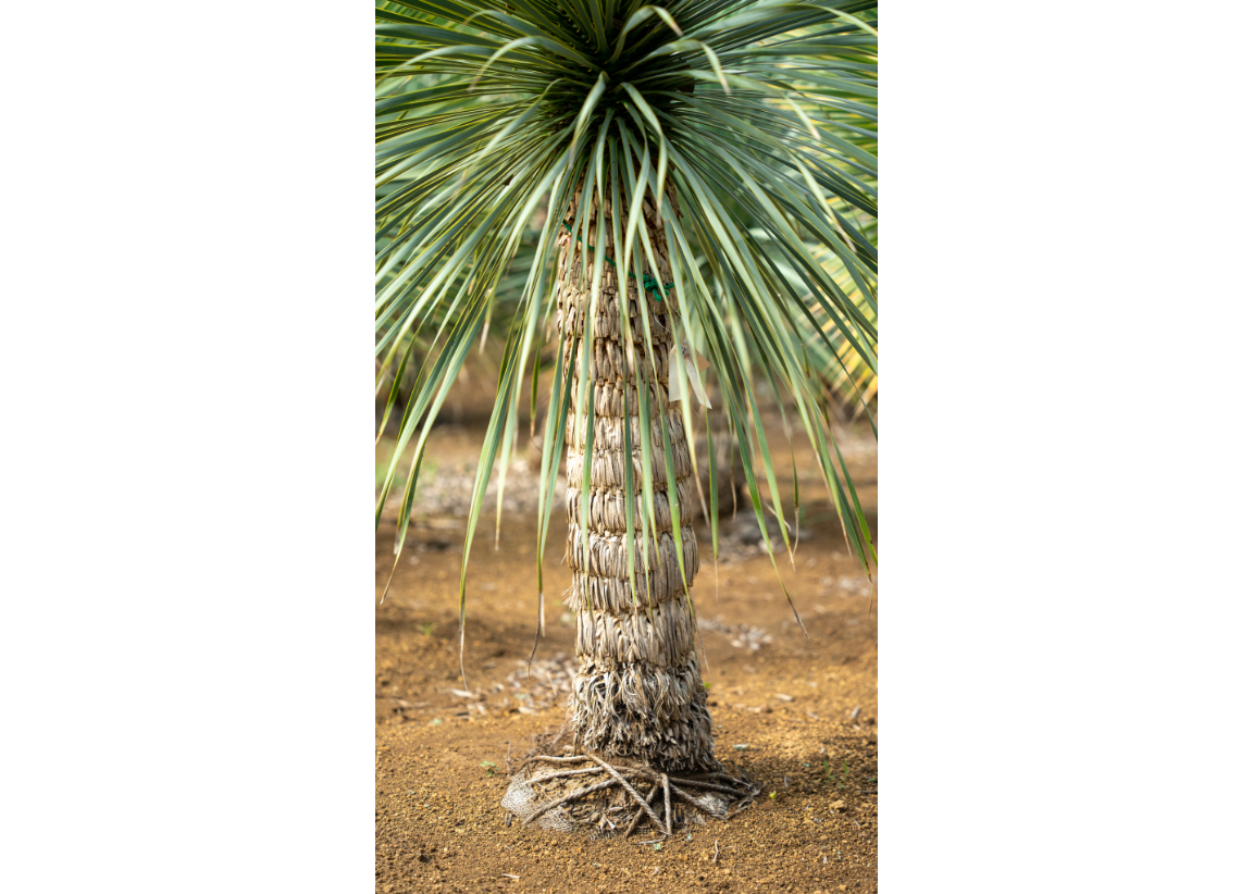 ロストラータ 極上株 極上株 ユッカロストラータ 極上株 ユッカ