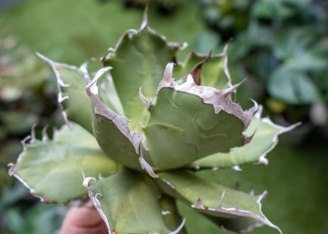 Agave titanota Xuefeng 雪峰　レア品種