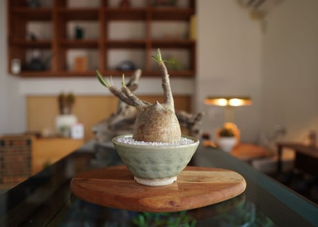 パキポディウム　グラキリス　 Pachypodium Gracilius