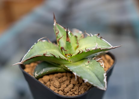 CATEGORY 〜5000 | mana's green:塊根植物販売|マナズグリーン CATEGORY 〜5000 | mana's green:塊根植物販売|マナズグリーン