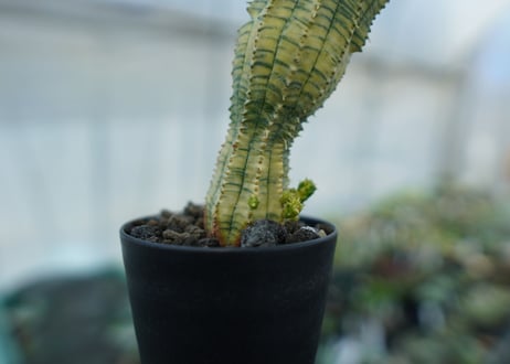 ユーフォルビア　魔紅キリン　Euphorbia　“Makou kirin”