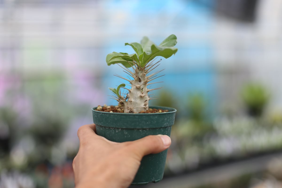 牛骨頭部　パキポディウム　サウンデルシー　サンデルシー　現地球発根済 牛骨頭部 パキポディウム サウンデルシー サンデルシー 現地球発根済