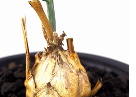 Encephalartos longifolius　エンセファラルトス　ロンギフォリウス