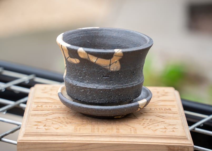 hechicami No.4 | mana's farm:塊根植物・アガベ・ドライガーデン植物