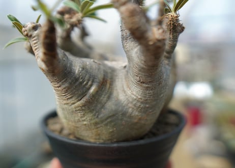パキポディウム　グラキリス　 Pachypodium Gracilius　No.2
