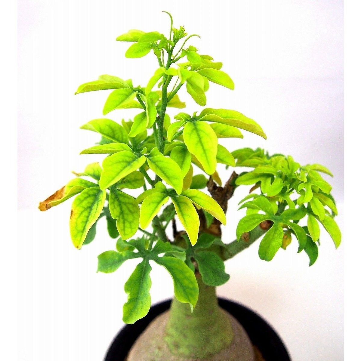 アデニア　グラウカ　Adenia glauca 幻蝶かずら アデニア グラウカ 幻蝶かずら | GREEN LUCK